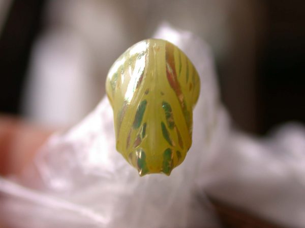 Hyalenna paradoxa pupa, KRW-69-1