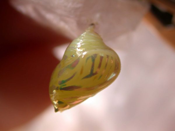 Hyalenna paradoxa pupa, KRW-69-1