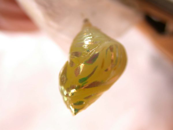 Hyalenna paradoxa pupa, KRW-69-1