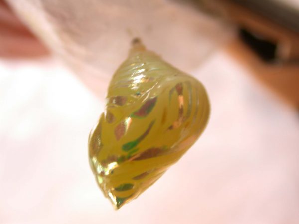 Hyalenna paradoxa pupa, KRW-69-1