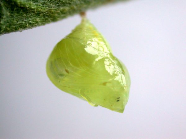 Hyalenna paradoxa pupa, KRW-69-2