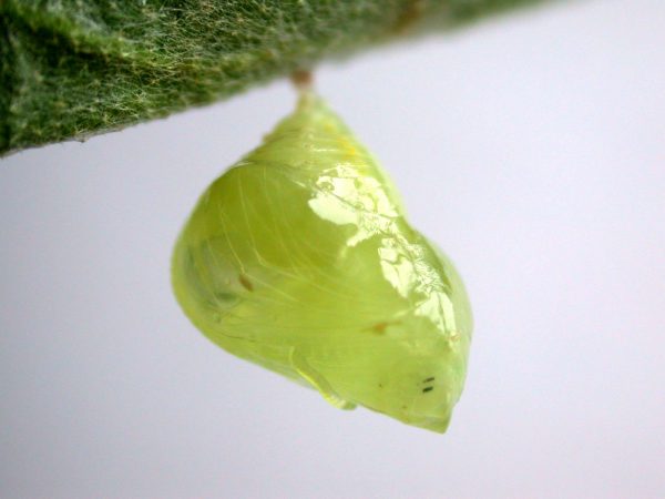 Hyalenna paradoxa pupa, KRW-69-2