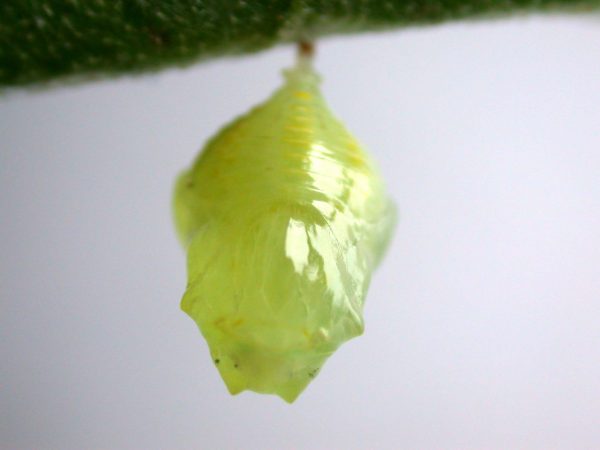 Hyalenna paradoxa pupa, KRW-69-2