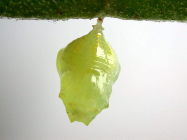 Hyalenna paradoxa pupa, KRW-69-2