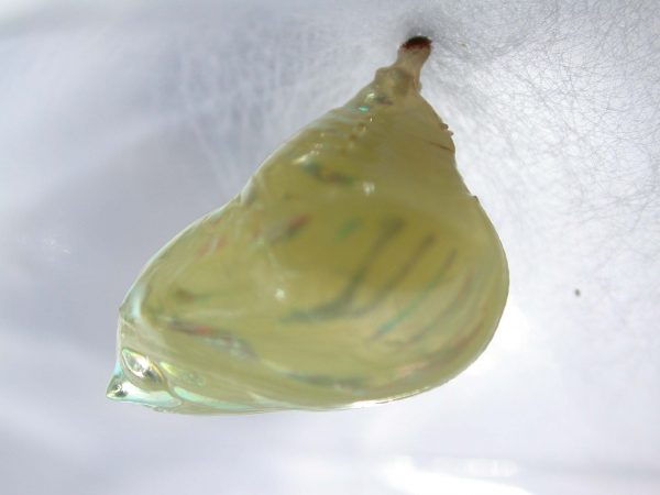 Hyalenna paradoxa pupa, KRW-77