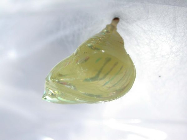 Hyalenna paradoxa pupa, KRW-77