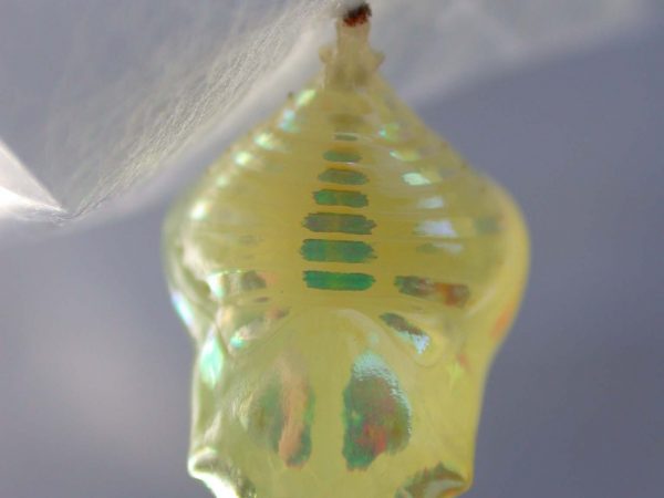 Hyalenna paradoxa pupa, KRW-77