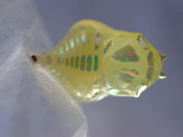 Hyalenna paradoxa pupa, KRW-77