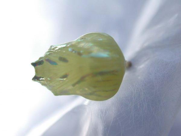 Hyalenna paradoxa pupa, KRW-77