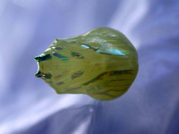 Hyalenna paradoxa pupa, KRW-77