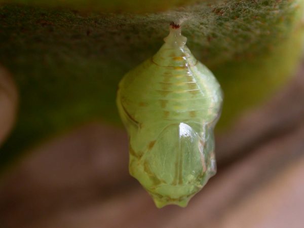 Hyalenna paradoxa pupa dorsal, KRW-110