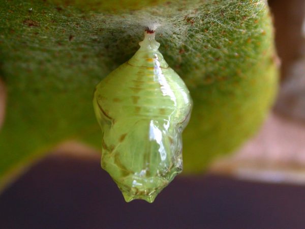 Hyalenna paradoxa pupa dorsal, KRW-110