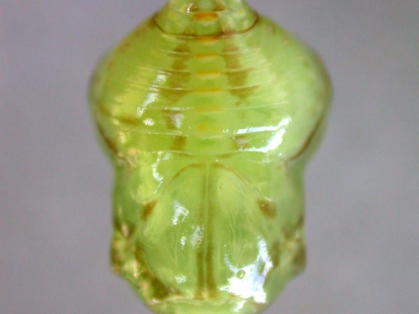 Hyalenna paradoxa pupa dorsal, KRW-110