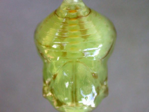 Hyalenna paradoxa pupa dorsal, KRW-110