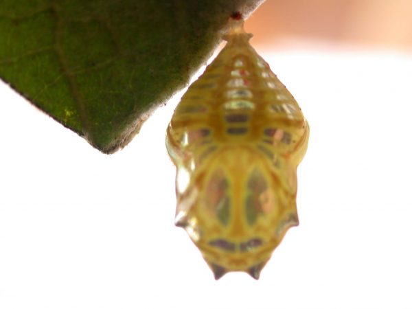 Hyalenna paradoxa pupa dorsal, KRW-14-1