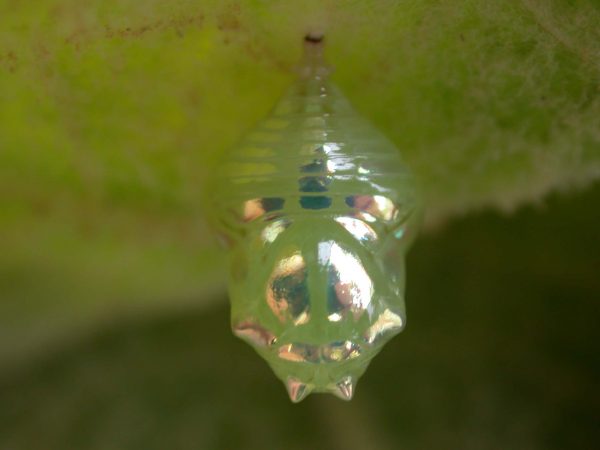 Hyalenna paradoxa pupa dorsal, KRW-18