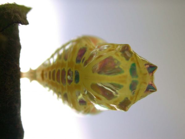 Hyalenna paradoxa pupa dorsal, KRW-262