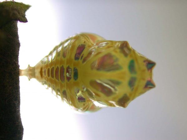 Hyalenna paradoxa pupa dorsal, KRW-262