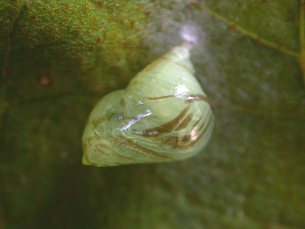 Hyalenna paradoxa pupa lateral, KRW-110