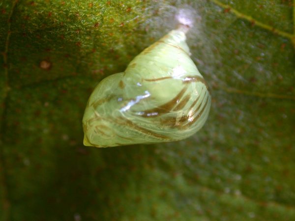 Hyalenna paradoxa pupa lateral, KRW-110