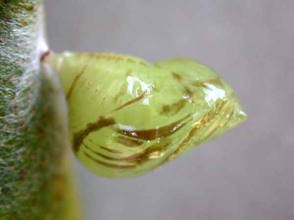 Hyalenna paradoxa pupa lateral, KRW-110