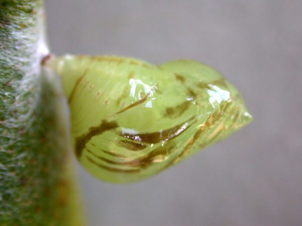 Hyalenna paradoxa pupa lateral, KRW-110