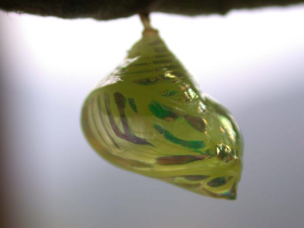 Hyalenna paradoxa pupa lateral, KRW-129