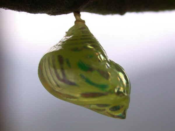 Hyalenna paradoxa pupa lateral, KRW-129