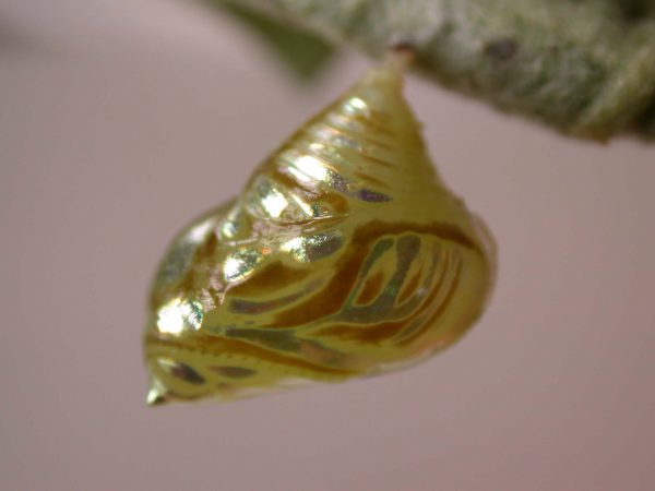 Hyalenna paradoxa pupa lateral, KRW-14-1