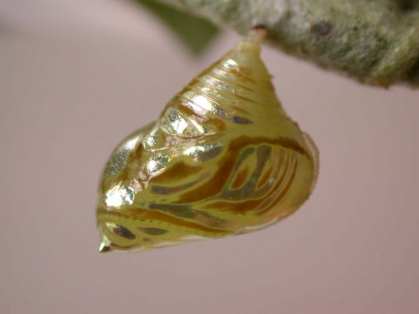 Hyalenna paradoxa pupa lateral, KRW-14-1