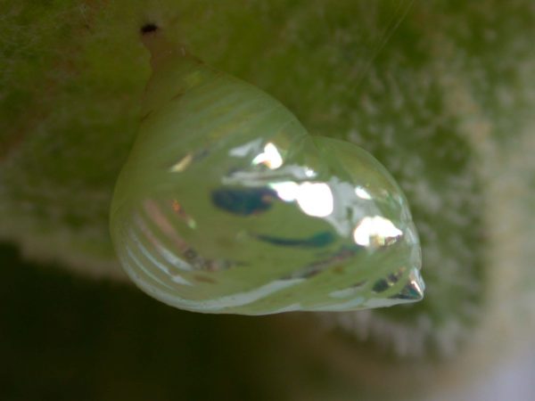 Hyalenna paradoxa pupa lateral, KRW-18