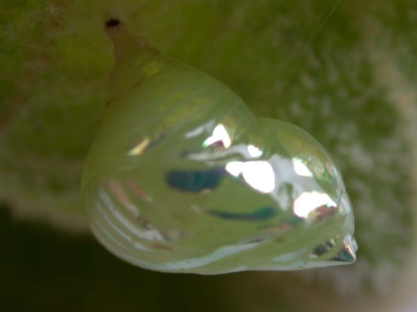 Hyalenna paradoxa pupa lateral, KRW-18