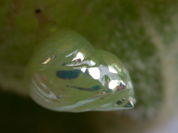Hyalenna paradoxa pupa lateral, KRW-18