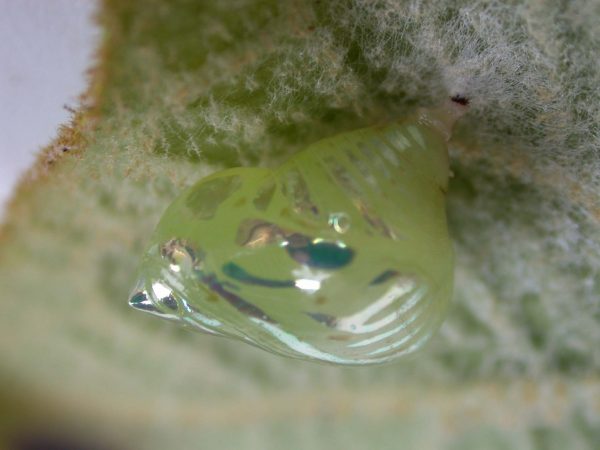 Hyalenna paradoxa pupa lateral, KRW-18