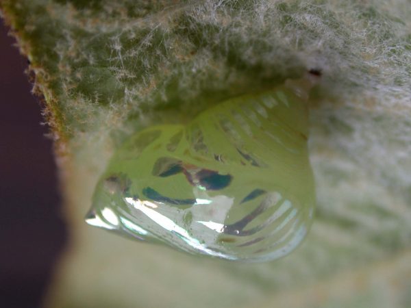 Hyalenna paradoxa pupa lateral, KRW-18