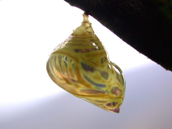 Hyalenna paradoxa pupa lateral, KRW-262