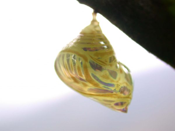 Hyalenna paradoxa pupa lateral, KRW-262