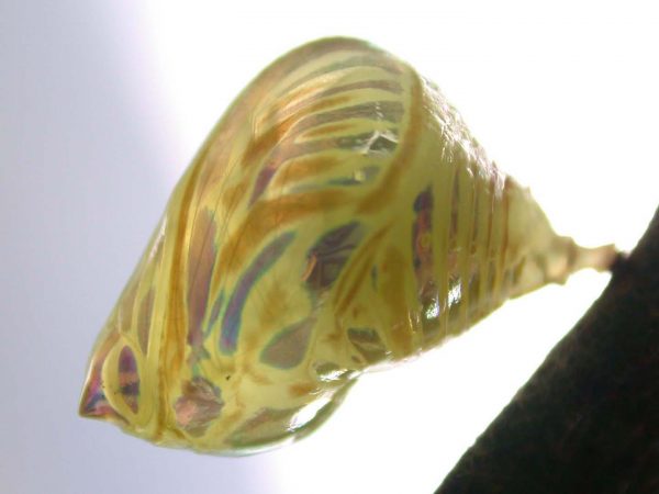 Hyalenna paradoxa pupa lateral, KRW-262