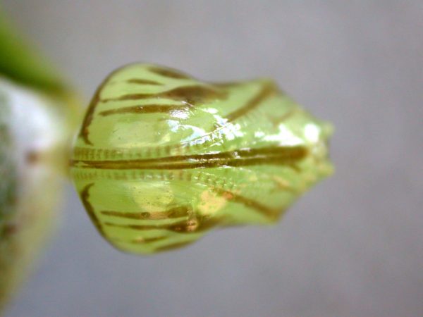 Hyalenna paradoxa pupa ventral, KRW-110