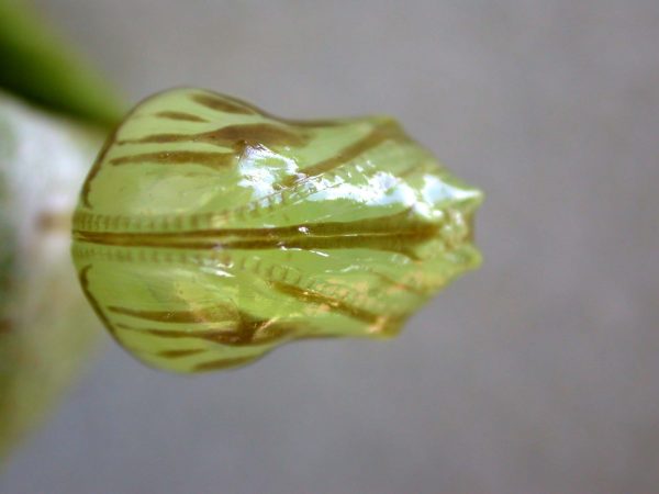 Hyalenna paradoxa pupa ventral, KRW-110