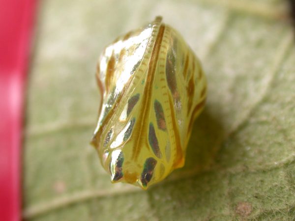 Hyalenna paradoxa pupa ventral, KRW-14-1