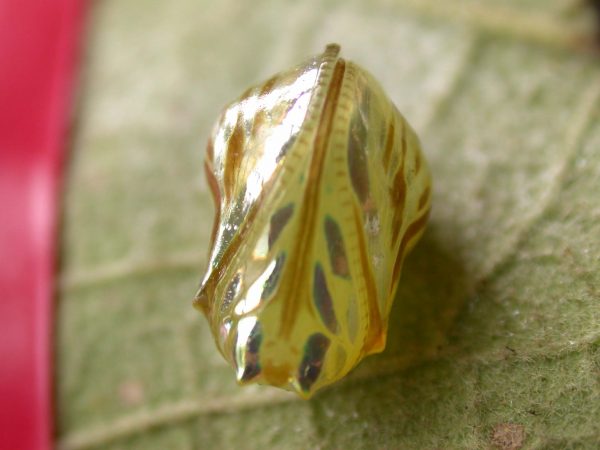 Hyalenna paradoxa pupa ventral, KRW-14-1