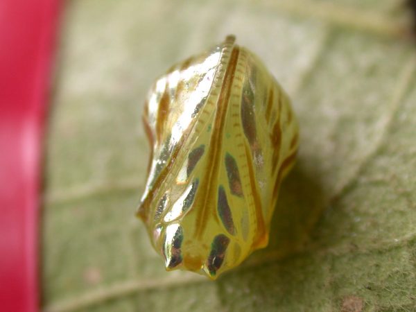 Hyalenna paradoxa pupa ventral, KRW-14-1