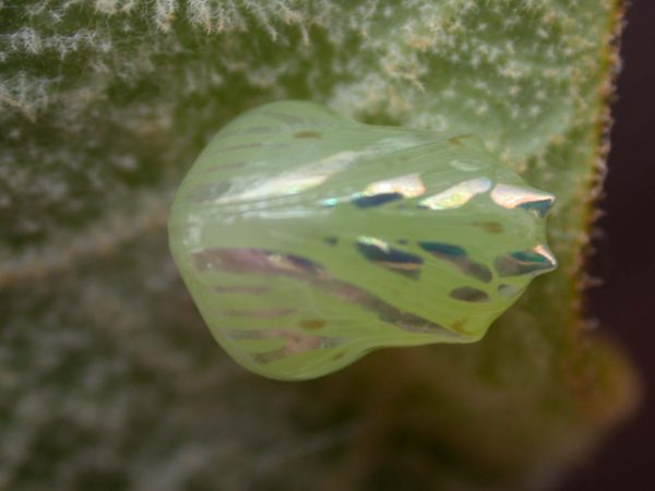 Hyalenna paradoxa pupa ventral, KRW-18