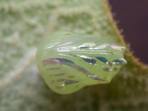 Hyalenna paradoxa pupa ventral, KRW-18