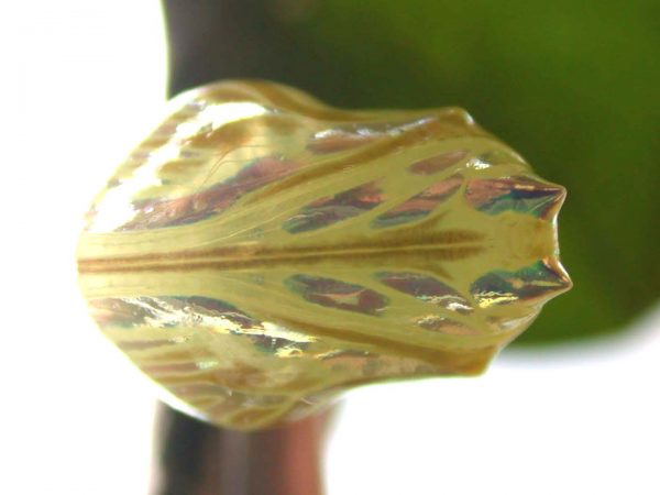 Hyalenna paradoxa pupa ventral, KRW-262