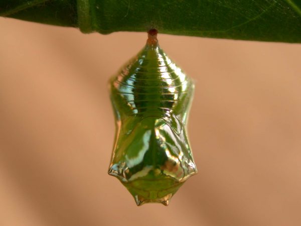 Episcada apuleia pupa dorsal, KRW-195