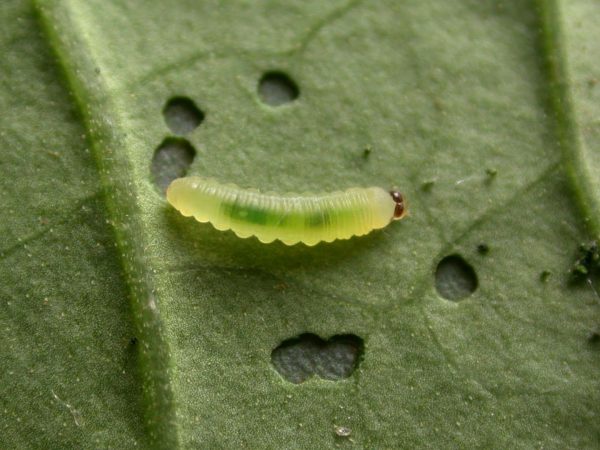 Episcada apuleia 2nd instar, KRW-227