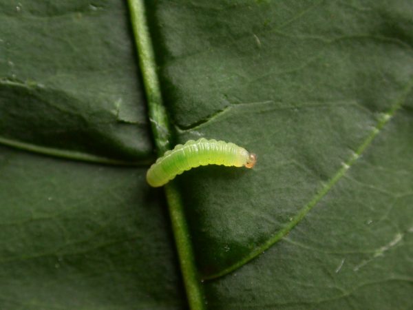 Episcada apuleia 2nd instar, KRW-283