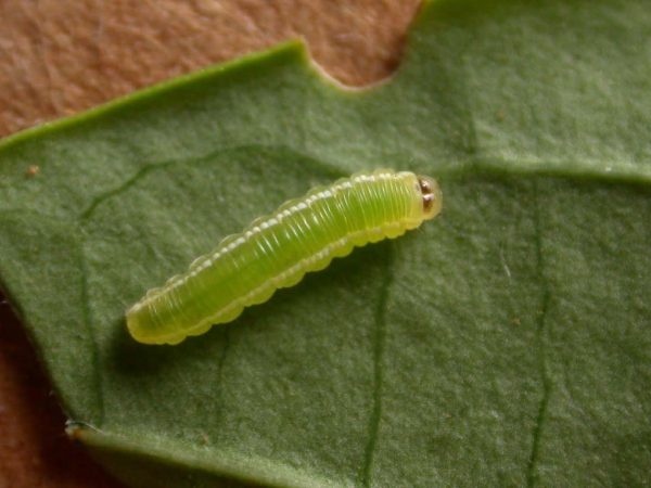 Episcada apuleia 3rd instar, KRW-180